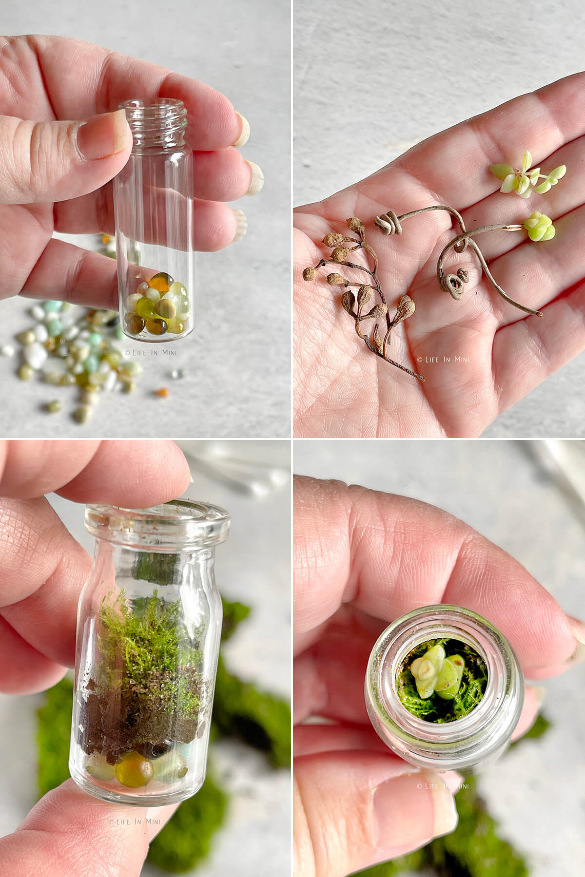 Collage of four images showing how to make mini terrariums.