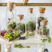 Closeup of several mini terrariums and mini garden accessories on a table