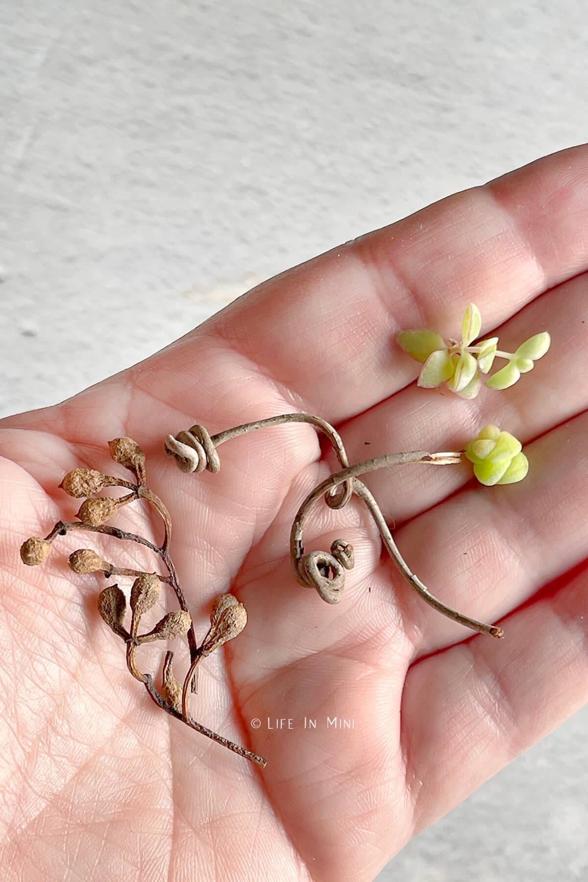 A hand holding small plants, vines and twigs