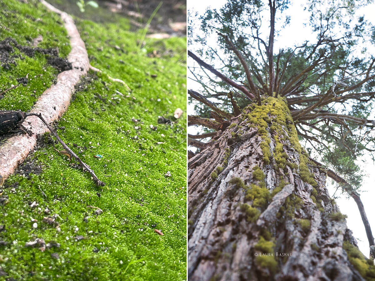 Collage of two images showing moss growing on the ground and on a tree.